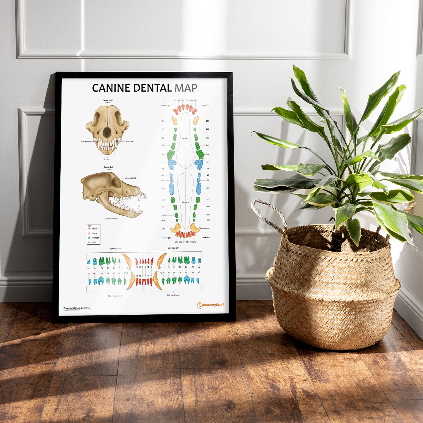 Canine Dental Map Chart / Poster