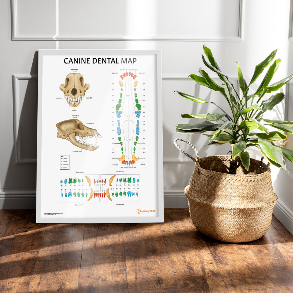 Canine Dental Map Chart / Poster