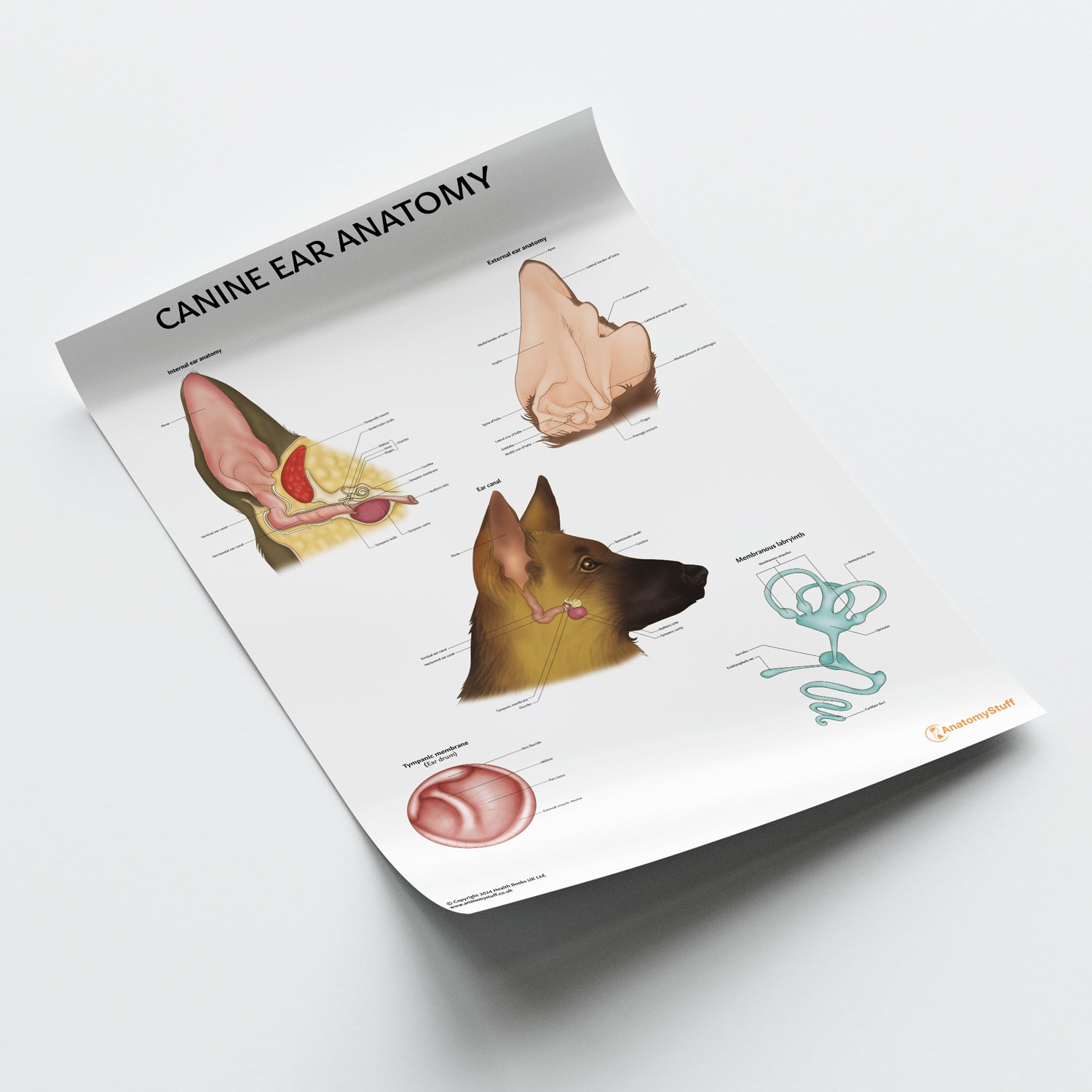 Canine Ear Anatomy Chart / Poster