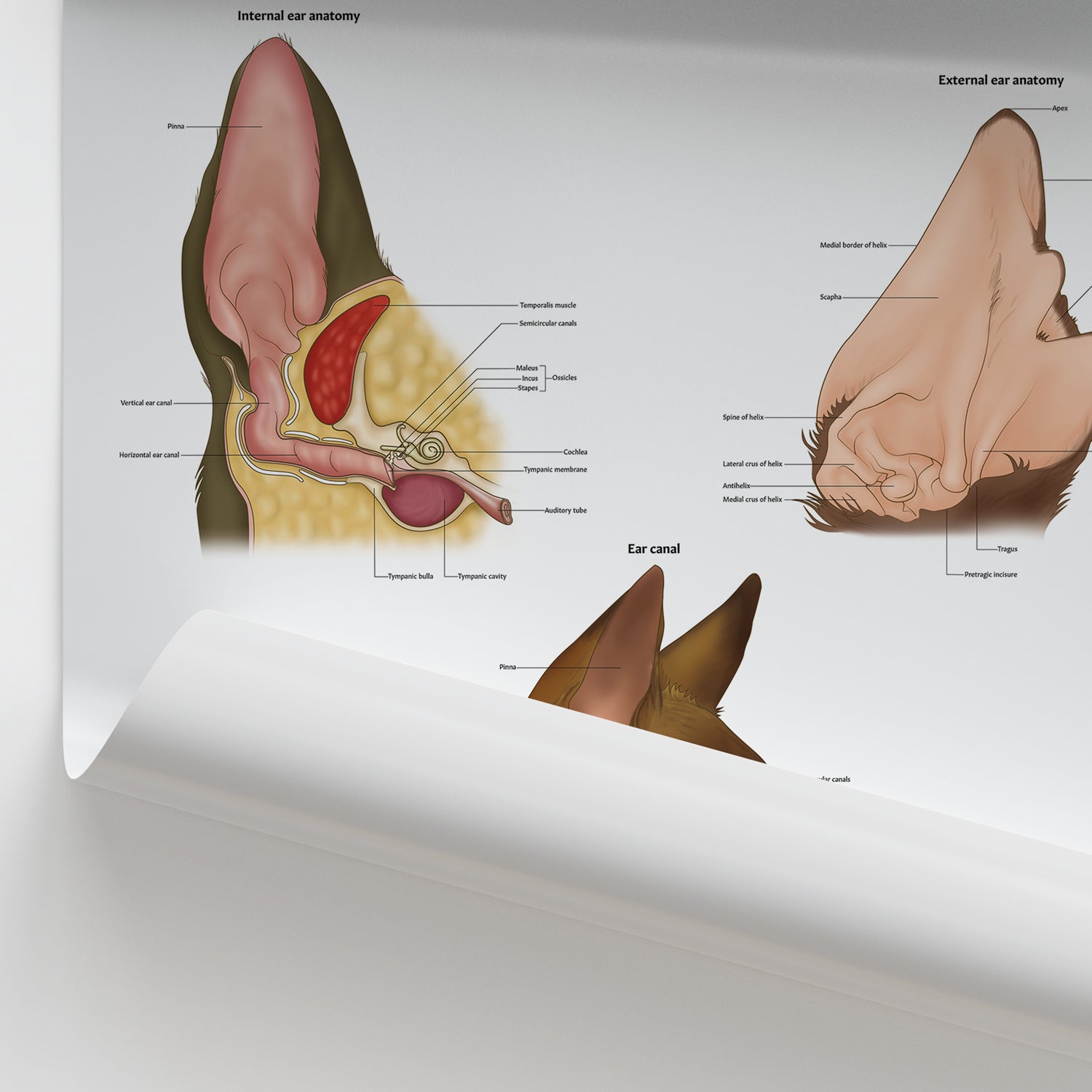 Canine Ear Anatomy Chart / Poster