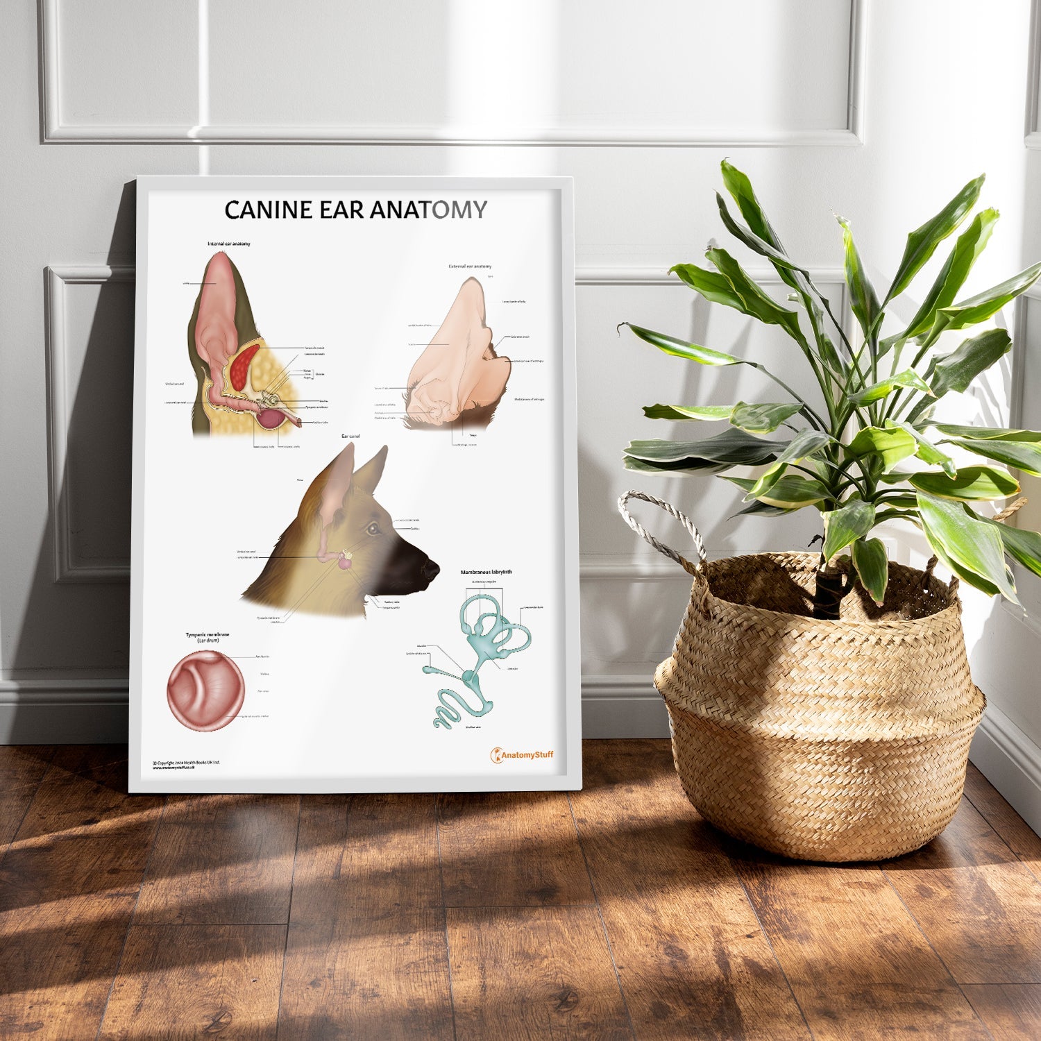 Canine Ear Anatomy Chart / Poster - Part of Collection
