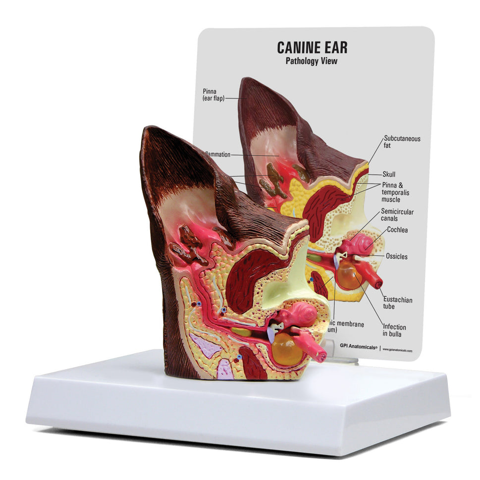 Canine Anatomy and Pathology Model Collection (4 part)