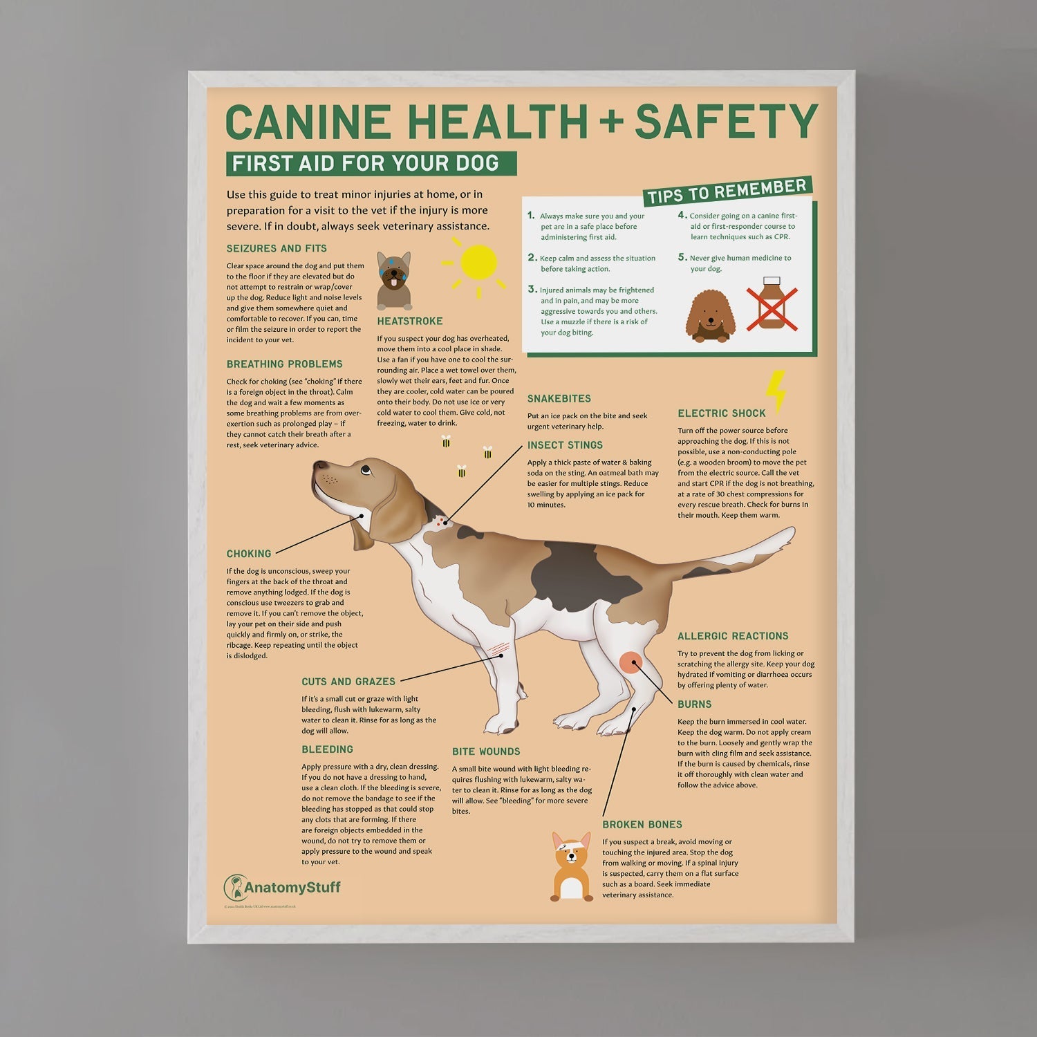 Canine Health & Safety: First Aid for Your Dog Chart / Poster - Part of Collection