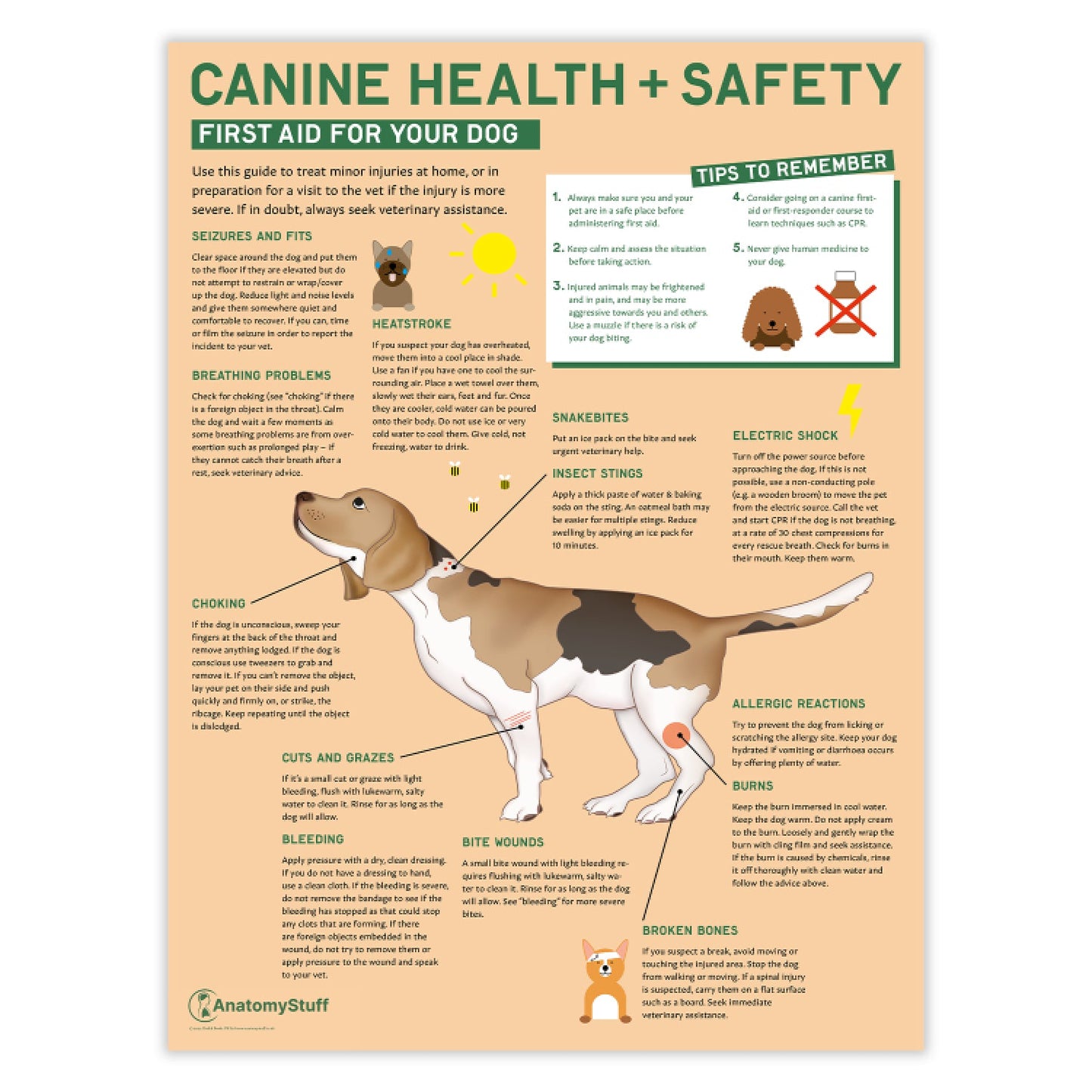 Canine Health & Safety: First Aid for Your Dog Chart / Poster