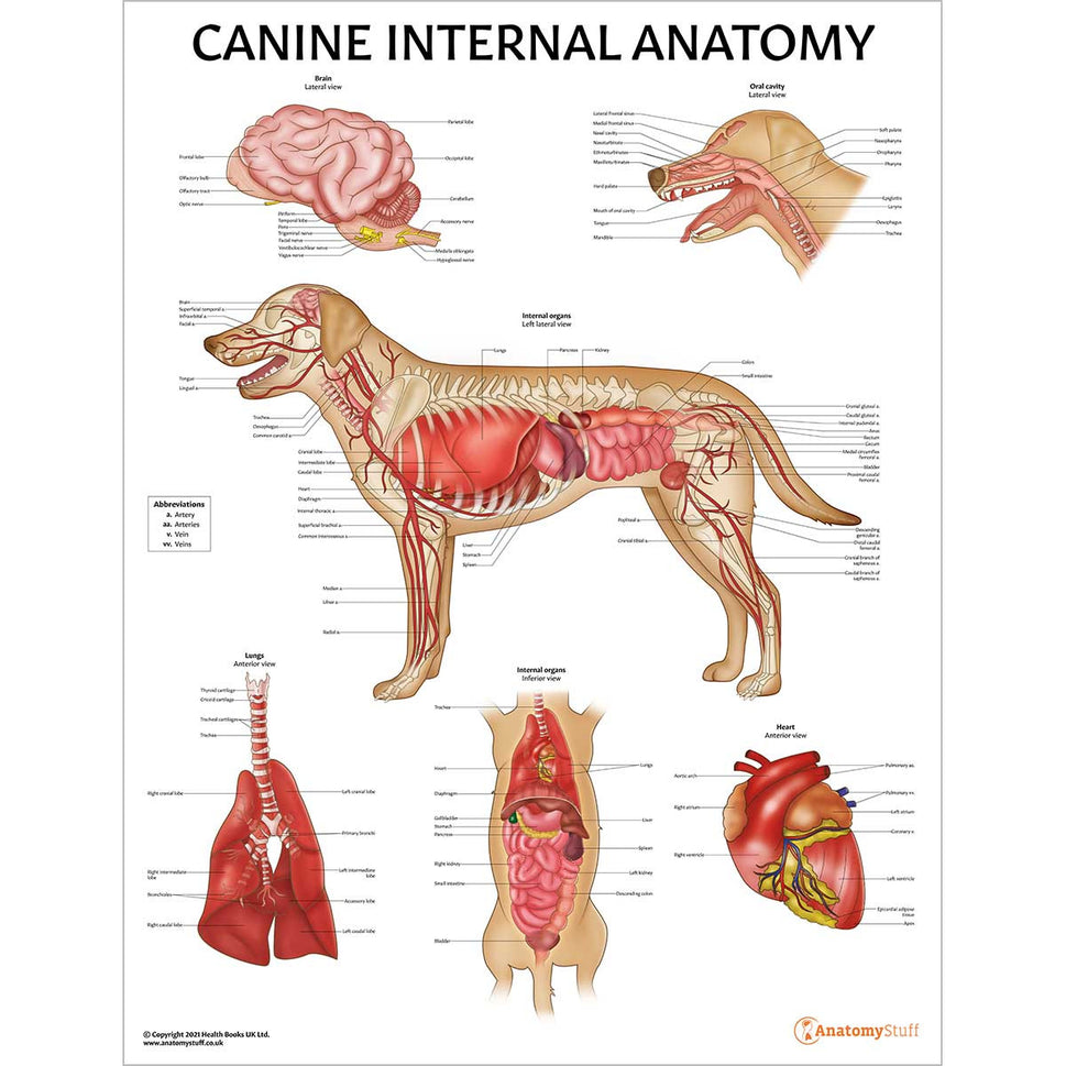 Veterinary Anatomy 11 Poster Collection (Laminated)