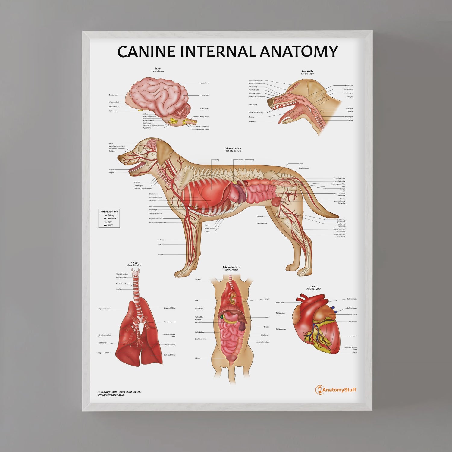 Canine Internal Anatomy Chart / Poster