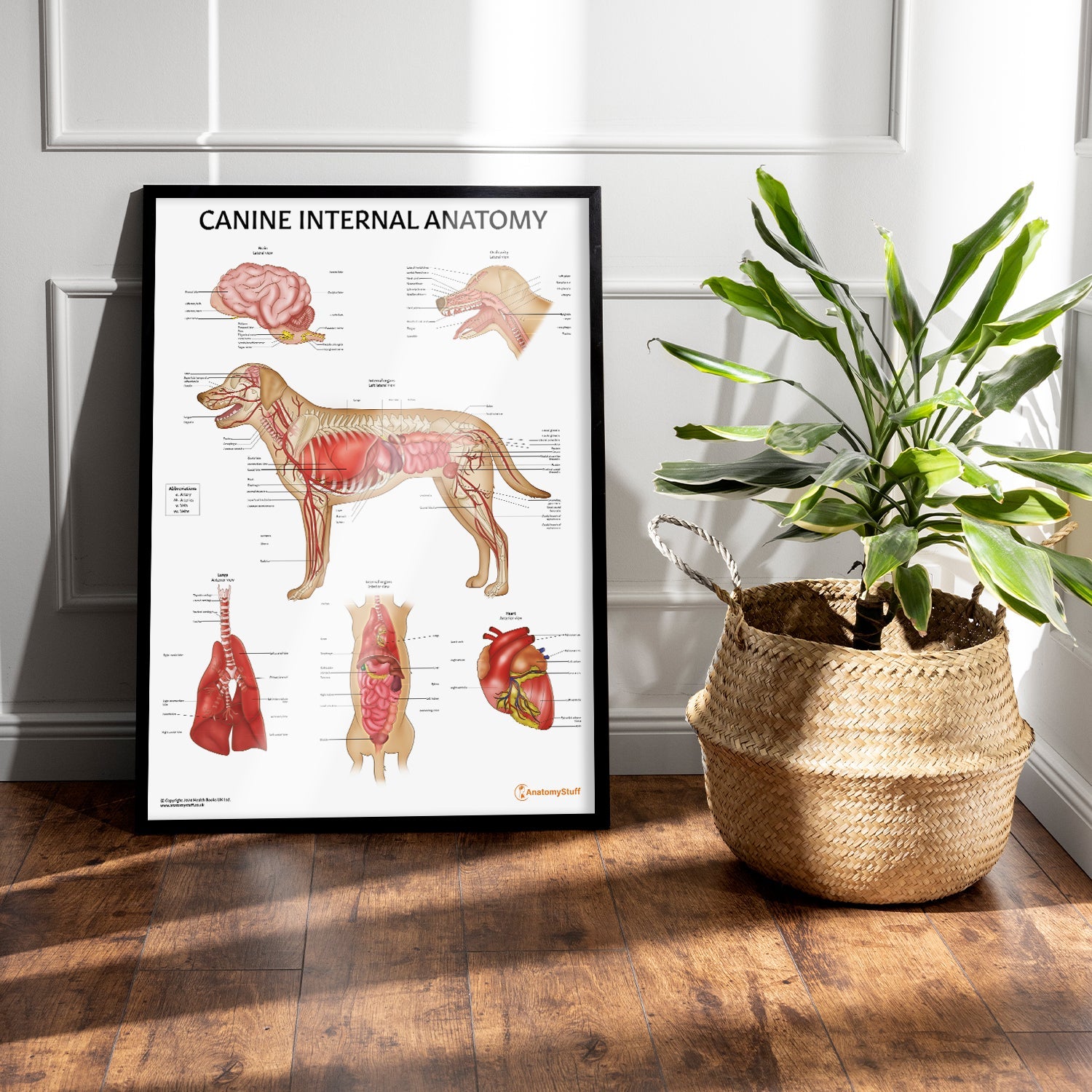 Canine Internal Anatomy Chart / Poster