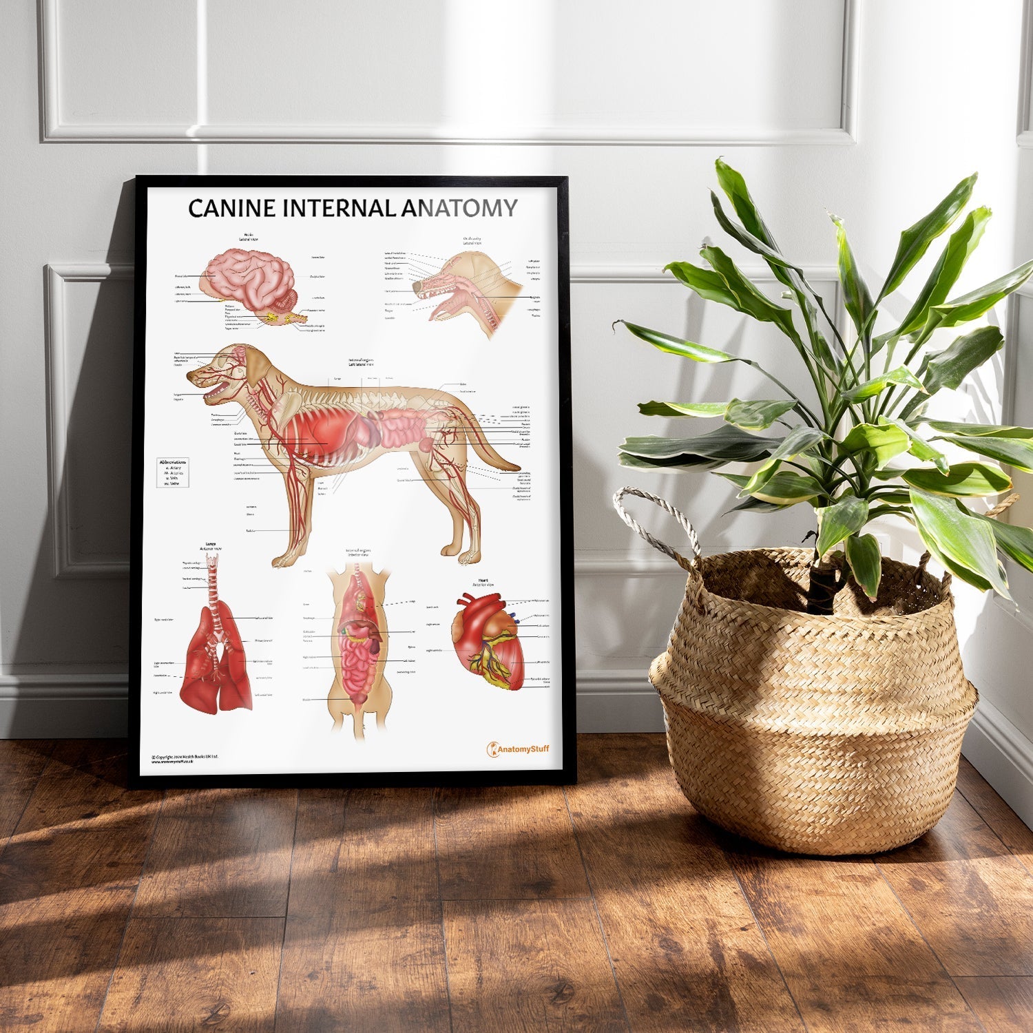 Canine Internal Anatomy Chart / Poster - Part of Collection
