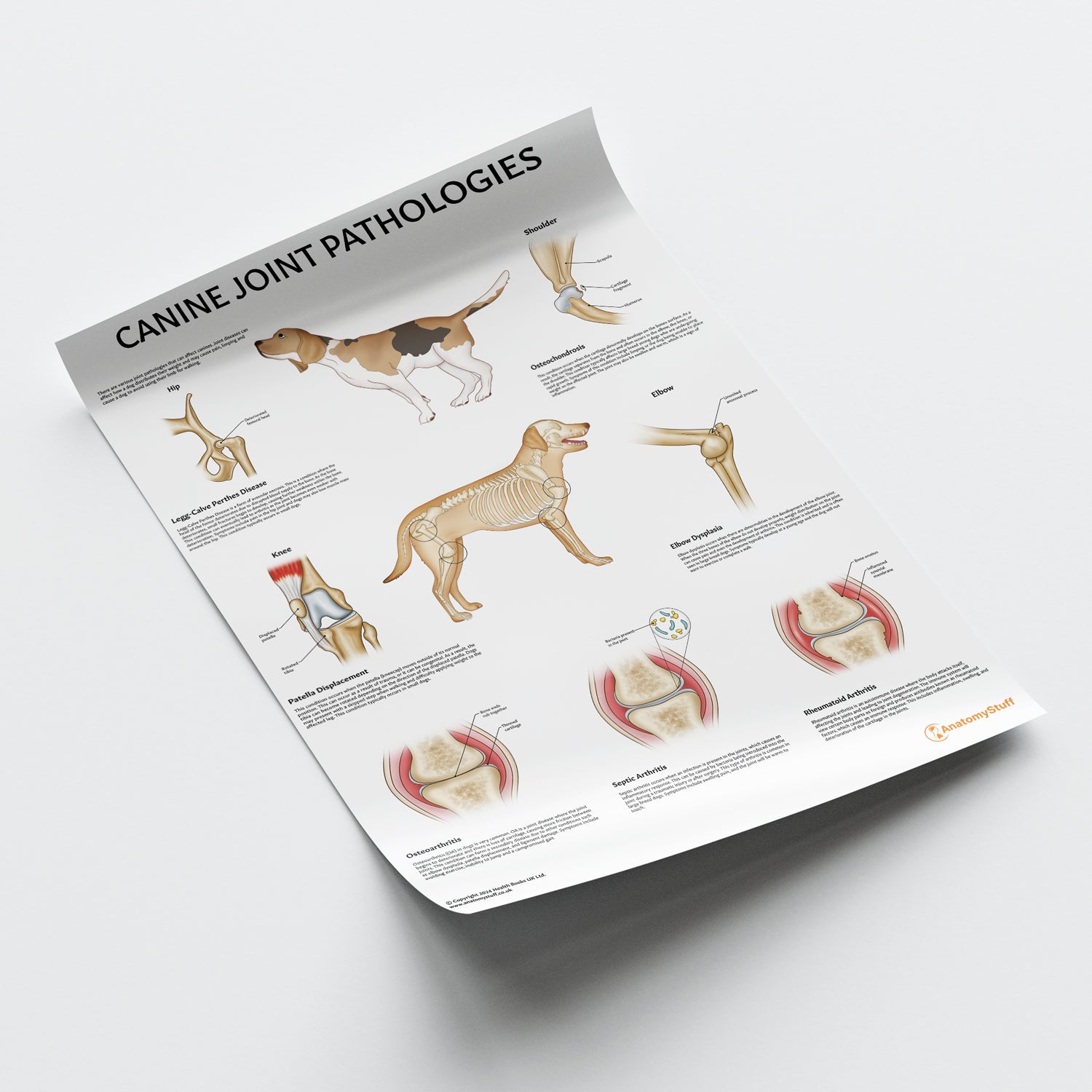 Canine Joint Pathologies Chart / Poster