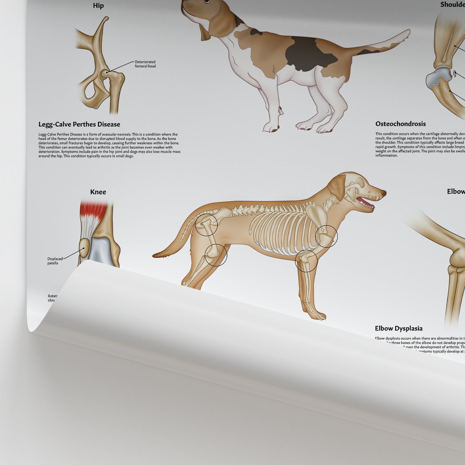 Canine Joint Pathologies Chart / Poster