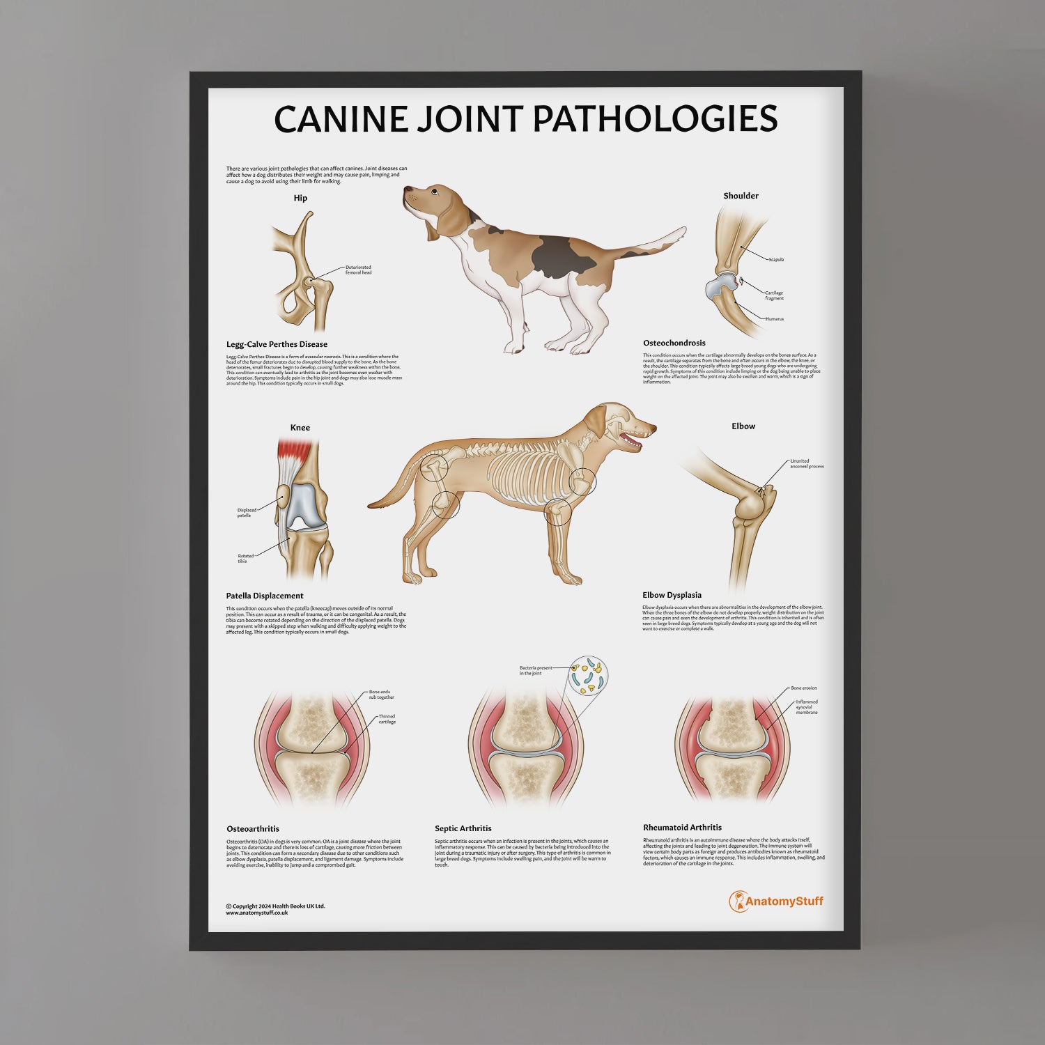 Canine Joint Pathologies Chart / Poster