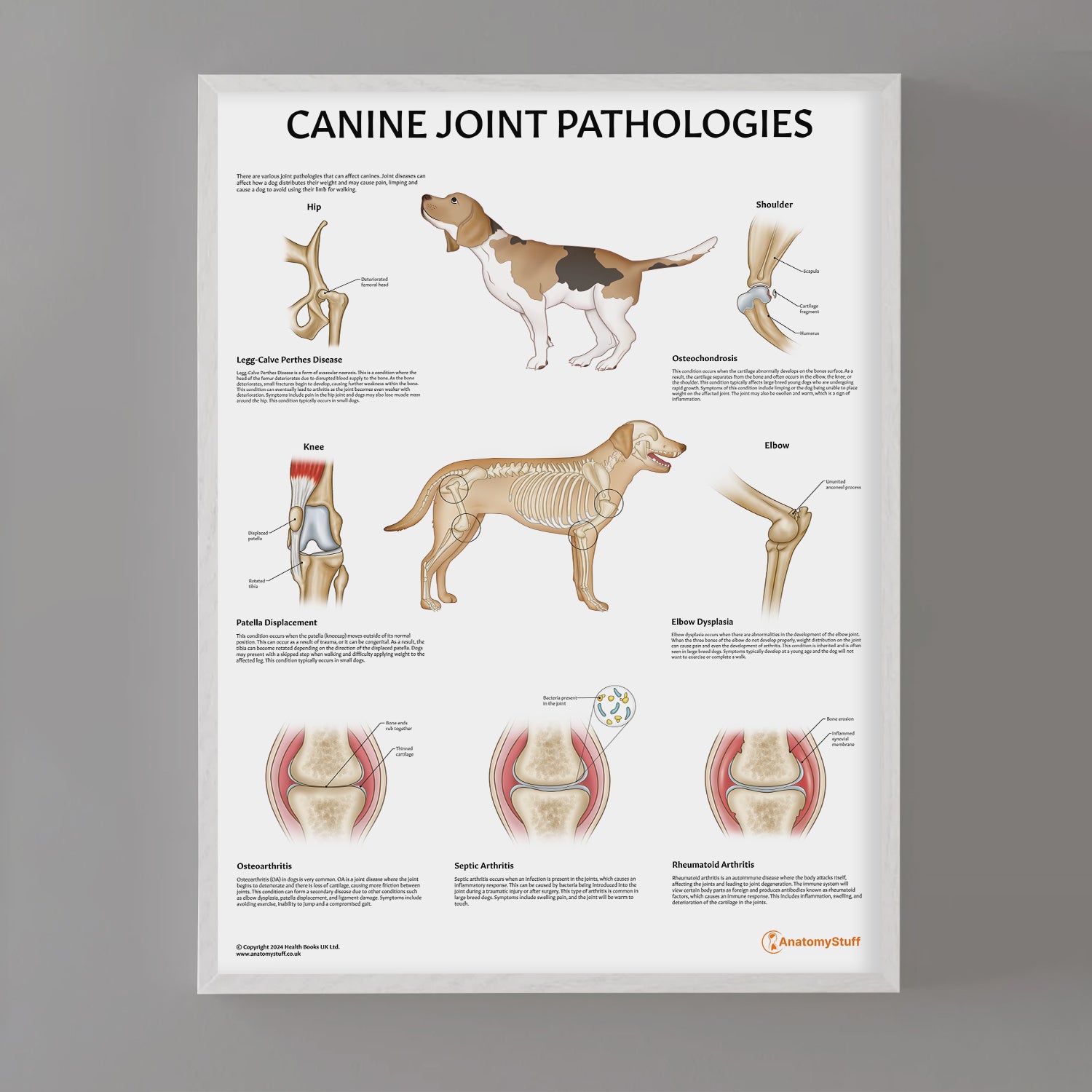 Canine Joint Pathologies Chart / Poster