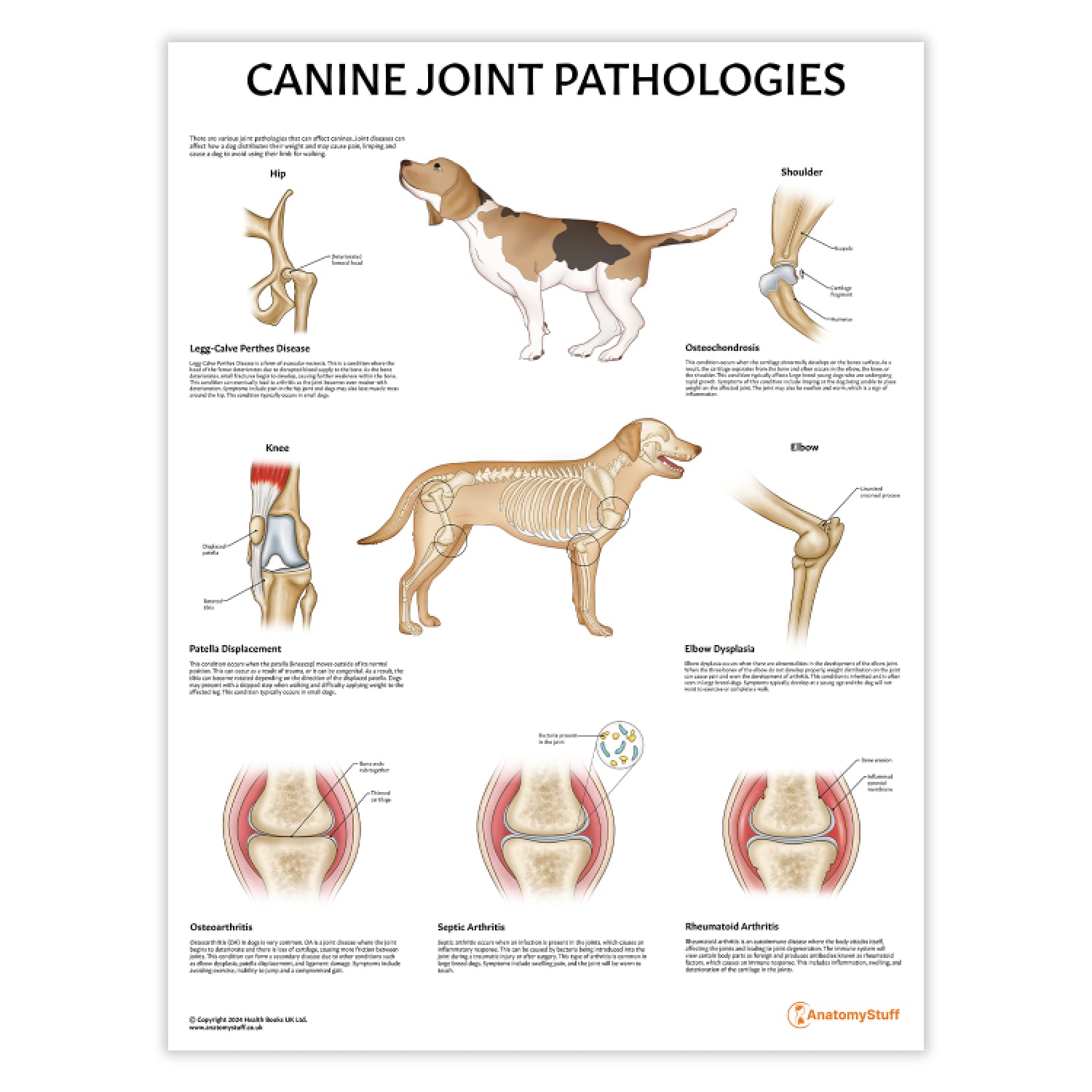 Canine Joint Pathologies Chart / Poster