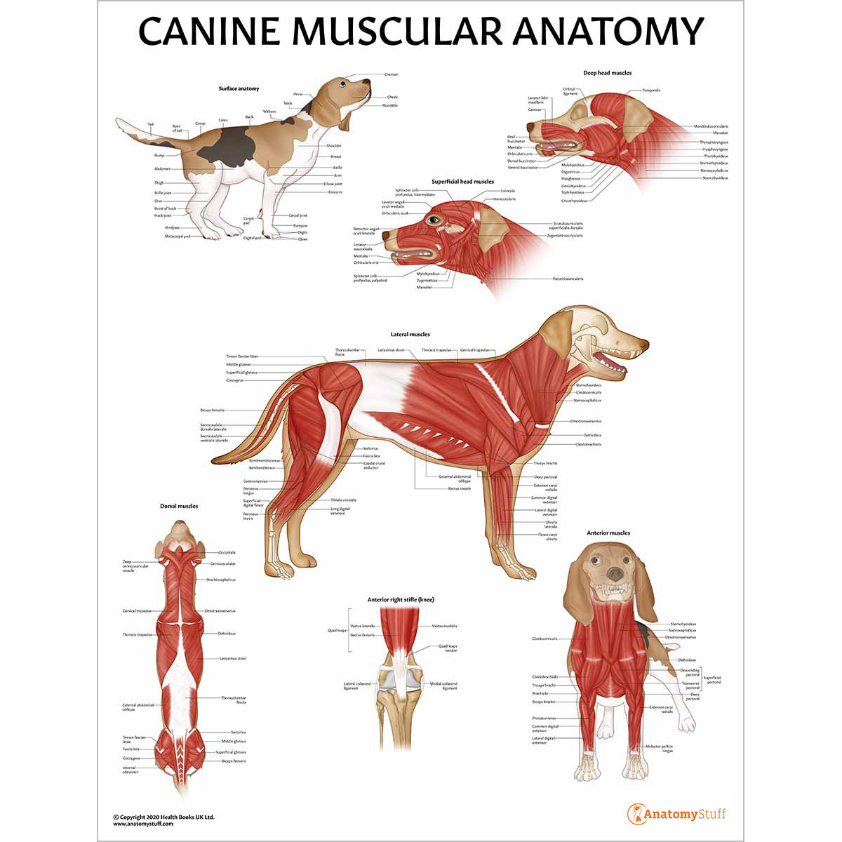 Canine Anatomy 3 Poster Collection (Laminated)