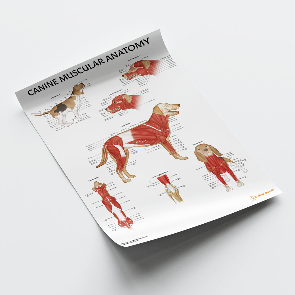 Canine Muscular Anatomy Chart / Poster