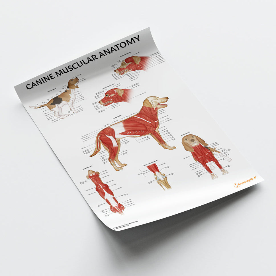 Canine Muscular Anatomy Chart / Poster