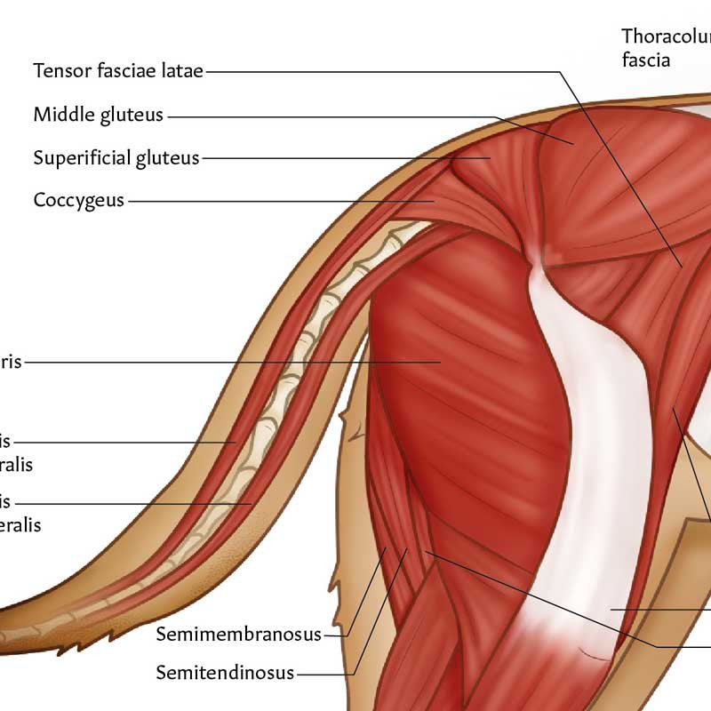 Anatomy of the Canine Muscles