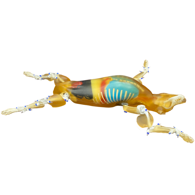 Canine Phantom for X-Ray CT, US, MRI