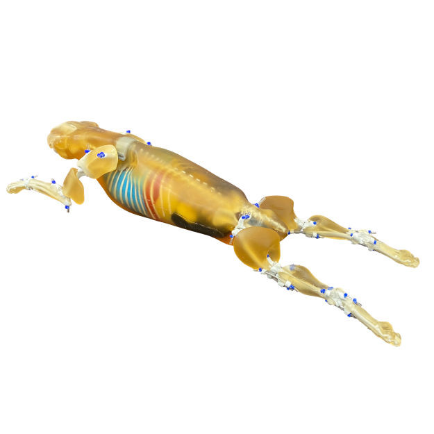 Canine Phantom for X-Ray CT, US, MRI