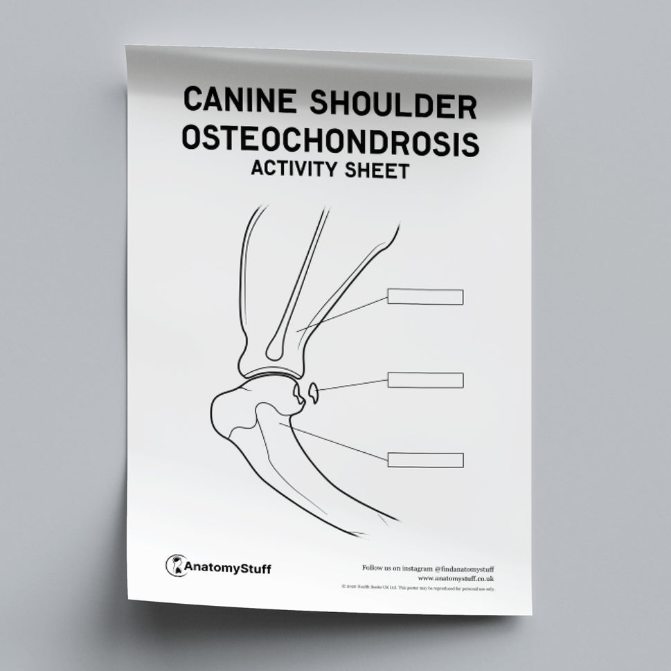 Canine Osteochondrosis Activity Sheet PDF