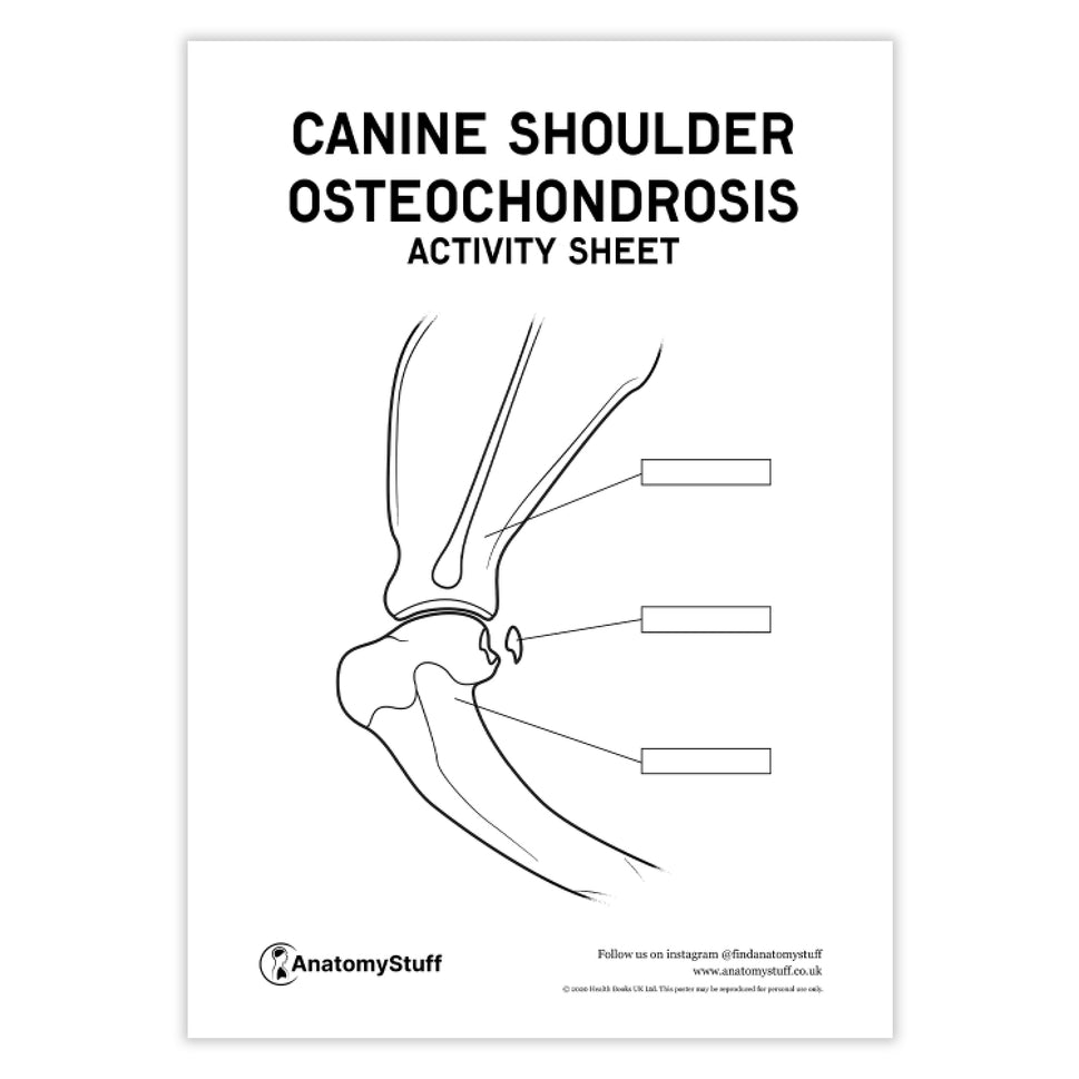Canine Osteochondrosis Activity Sheet PDF