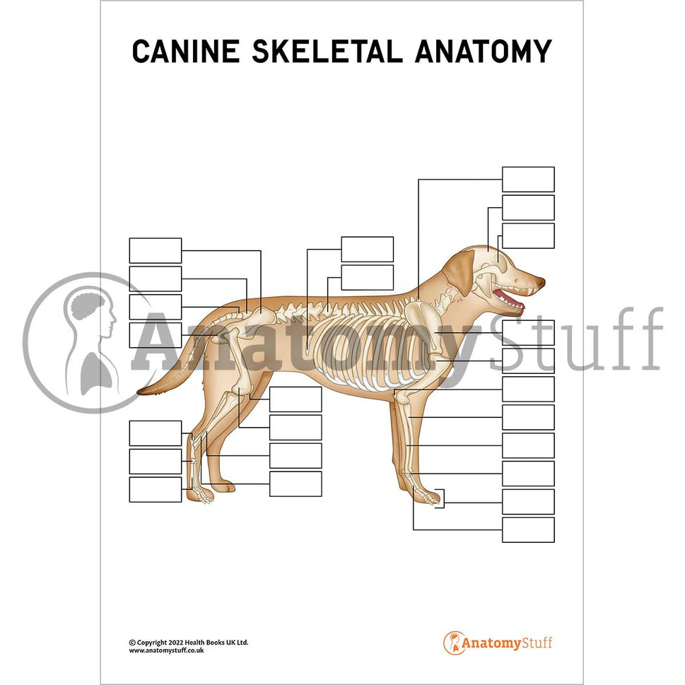 Canine Skeletal Anatomy Poster / Worksheet (Interactive & Printable PDF)