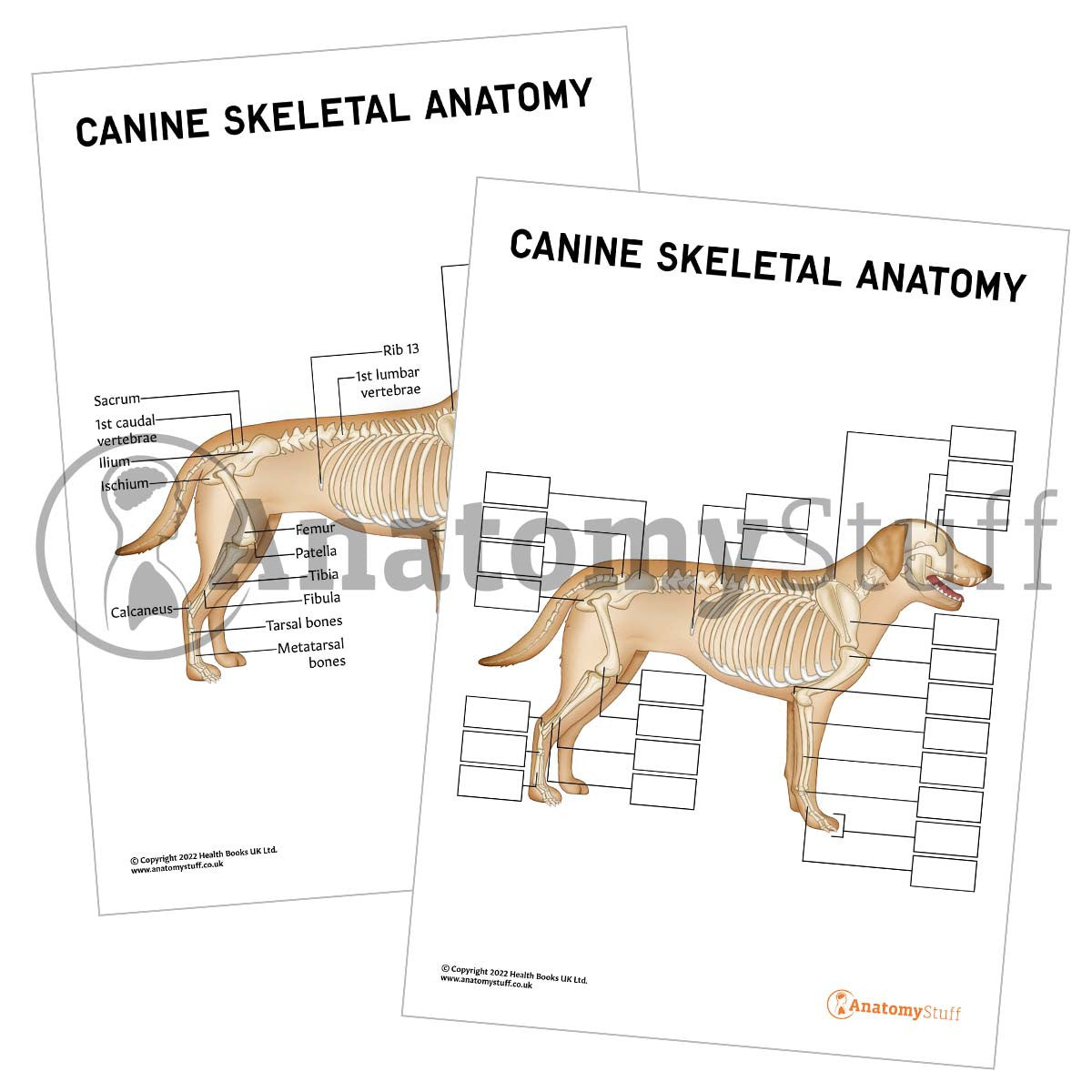 Printable Dog Anatomy PDF / Worksheet and Poster