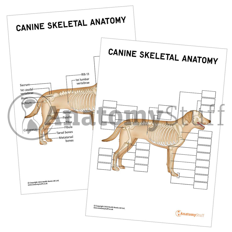Canine Skeletal Anatomy Poster / Worksheet (Interactive & Printable PDF)