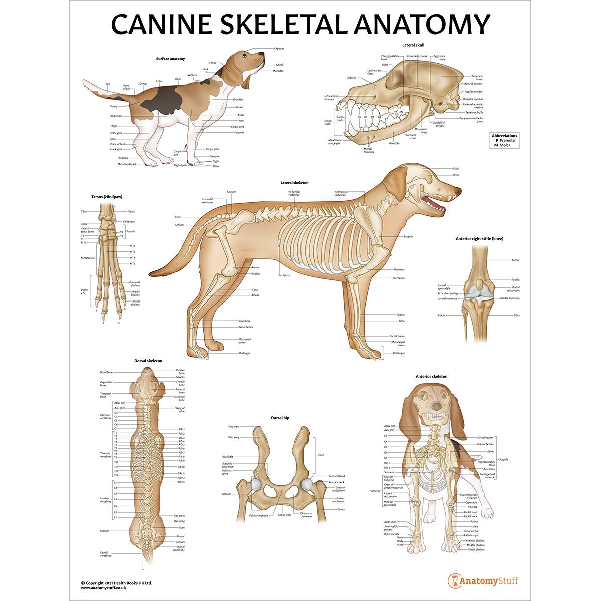 Canine Skeletal Anatomy Chart