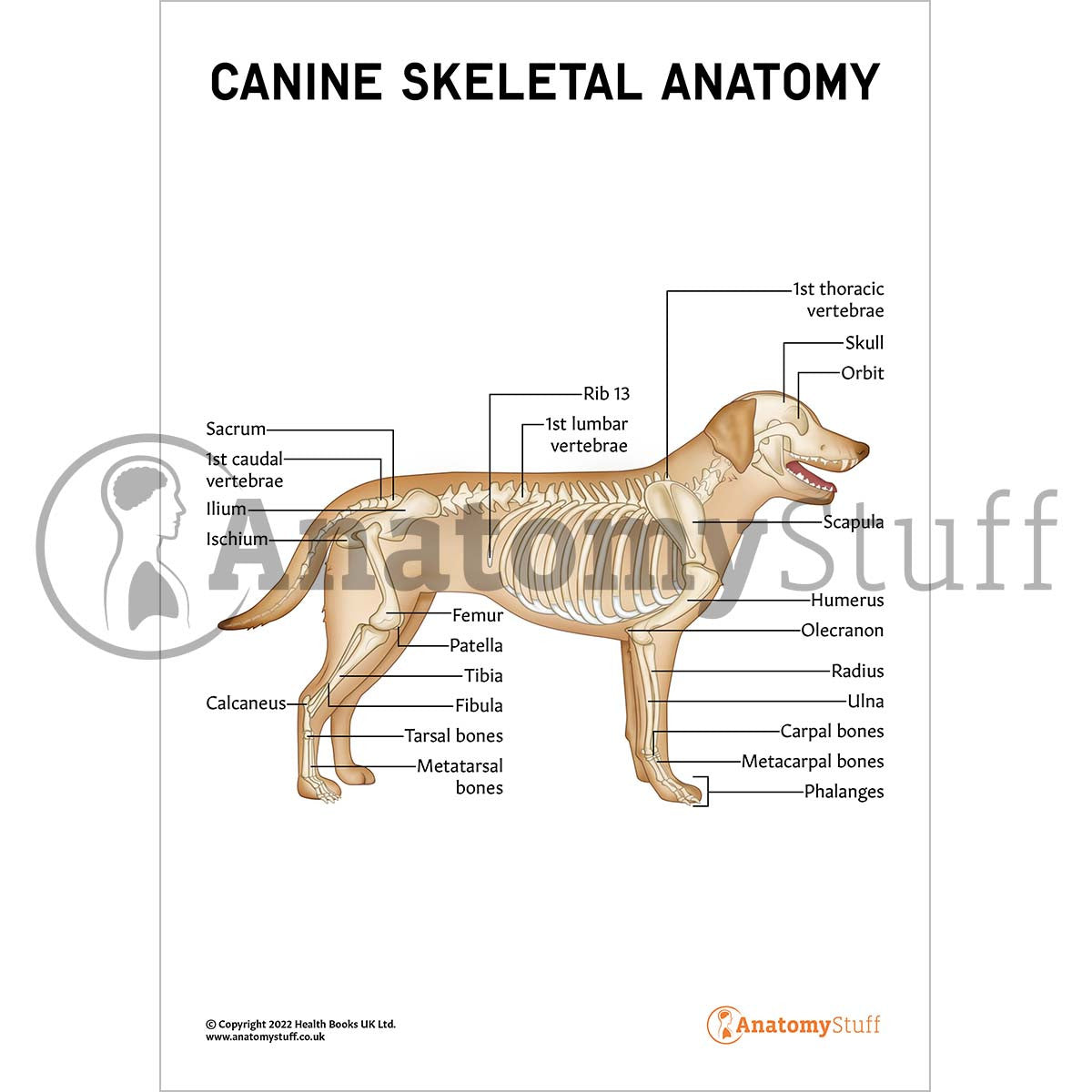 Canine Skeletal Anatomy Poster / Worksheet – Digital Download