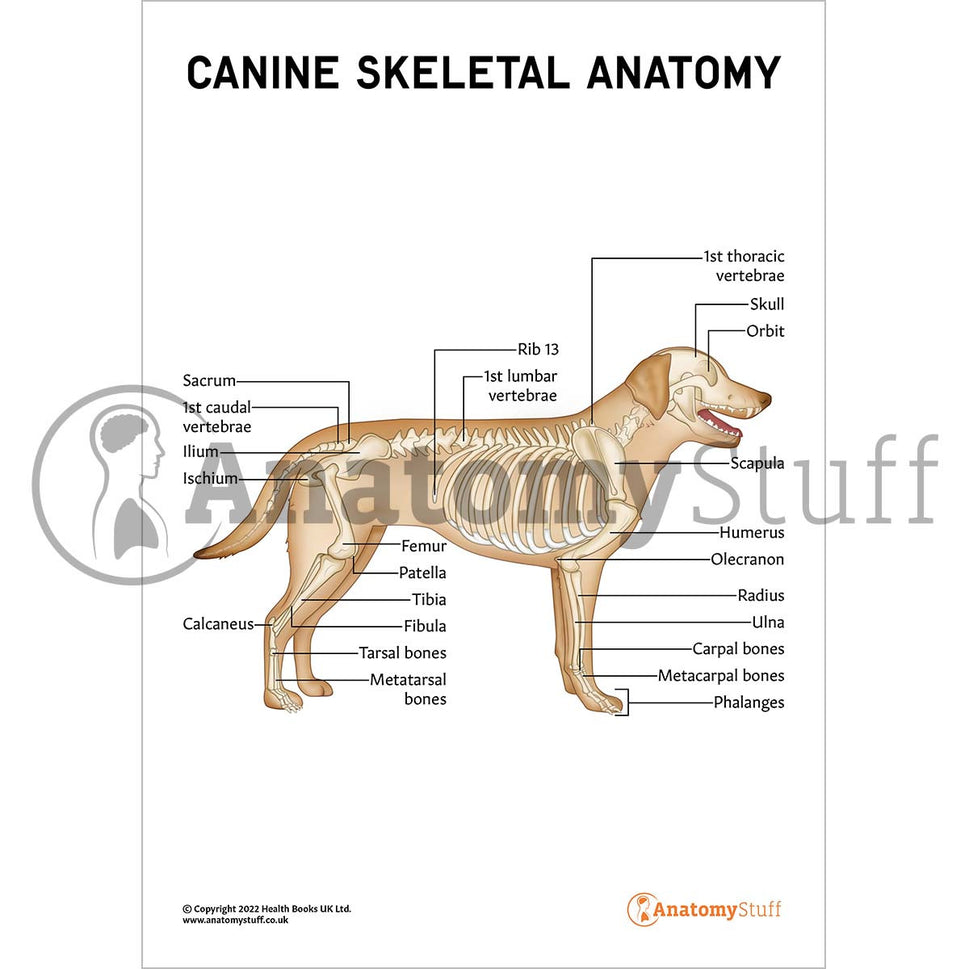 Canine Skeletal Anatomy Poster / Worksheet (Interactive & Printable PDF)