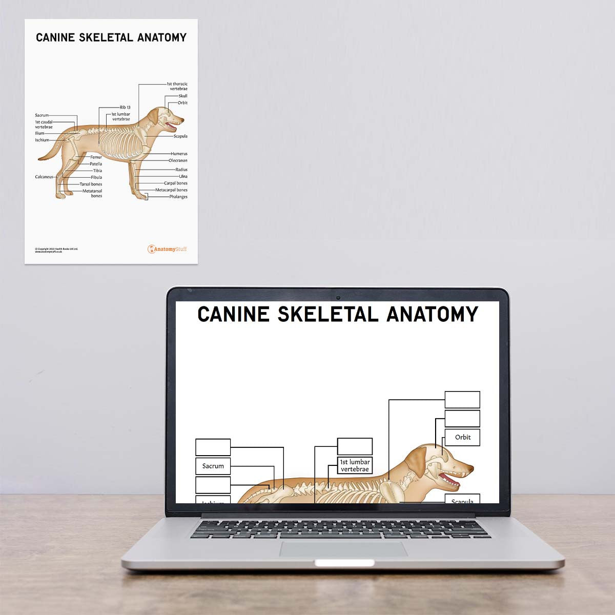 Online and Offline Version of Dog Skeletal Anatomy PDF