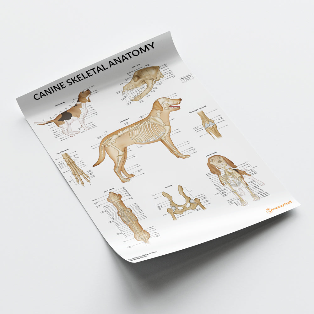 Canine Skeletal Anatomy Chart / Poster - Part of Collection