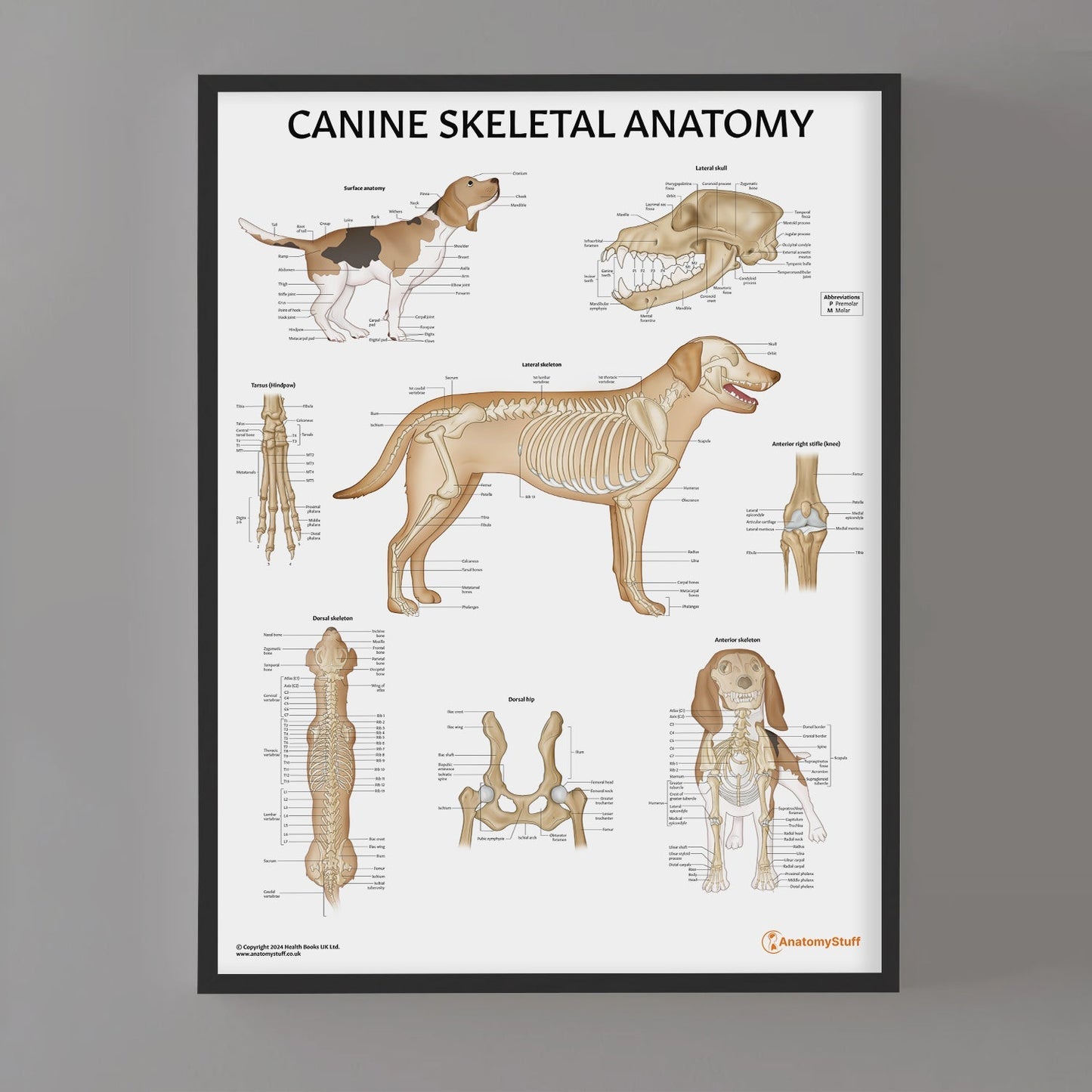 Canine Skeletal Anatomy Chart / Poster - Part of Collection