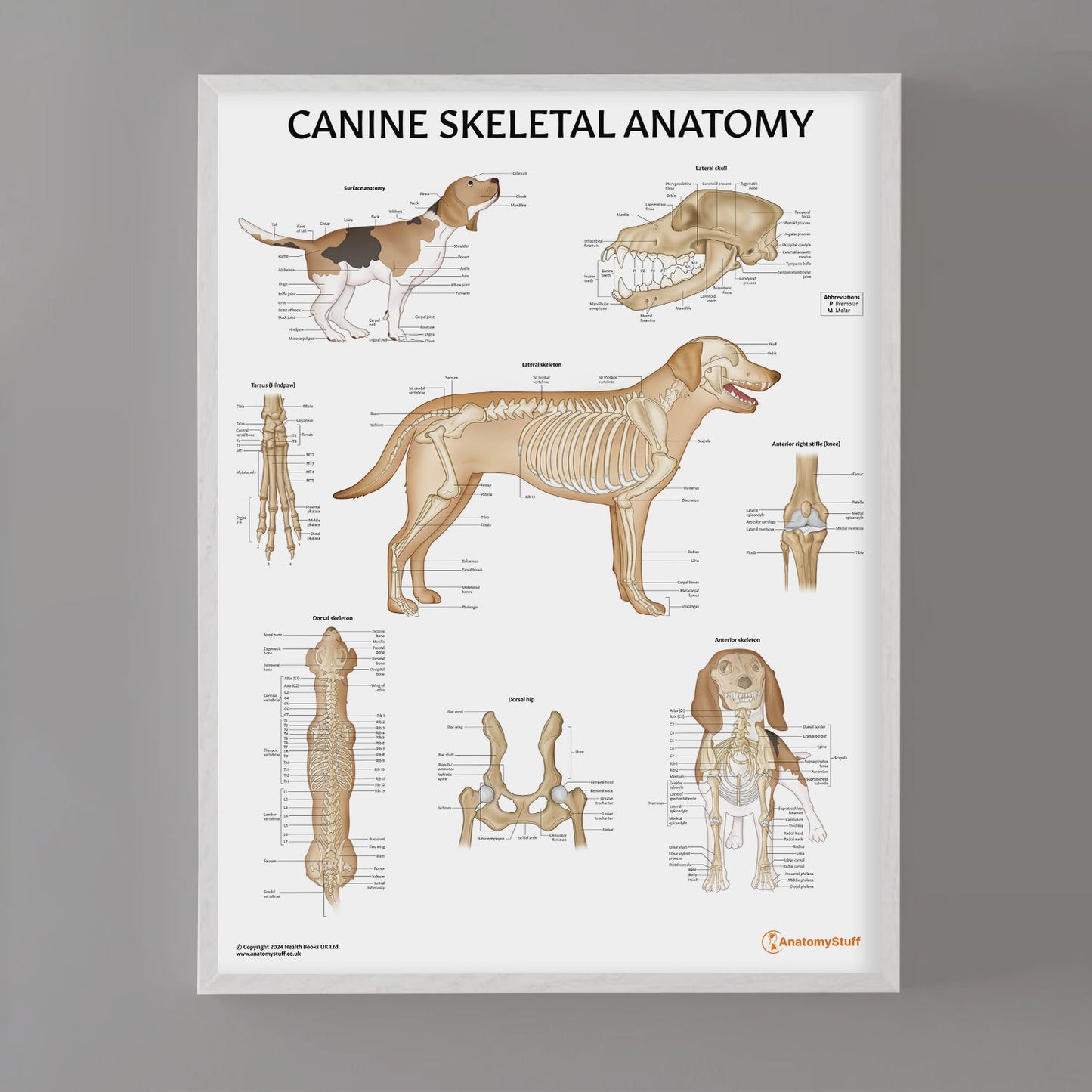 Canine Skeletal Anatomy Chart / Poster - Part of Collection
