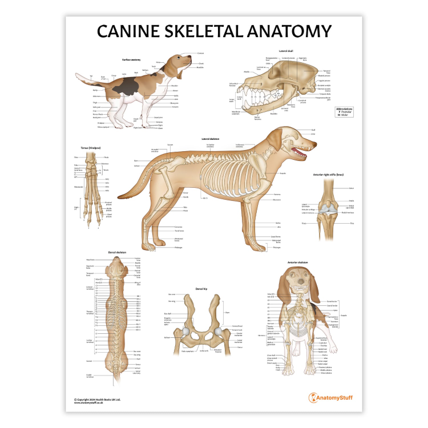 Canine Skeletal Anatomy Chart / Poster - Part of Collection