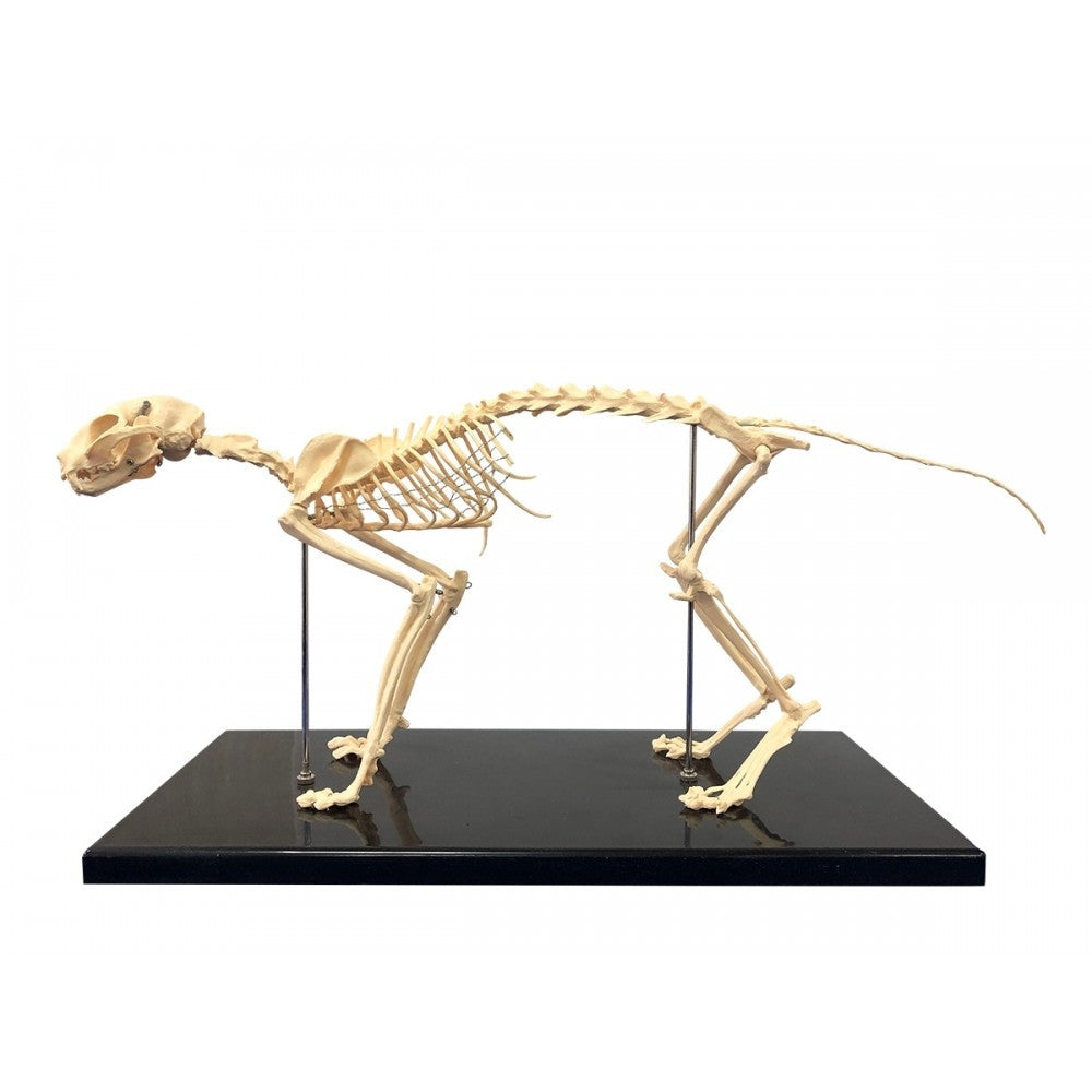 Feline Anatomy & Pathology Collection