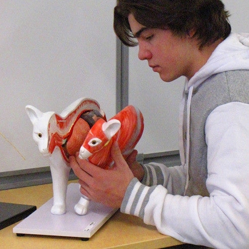 Cat Anatomy Model (11 part)