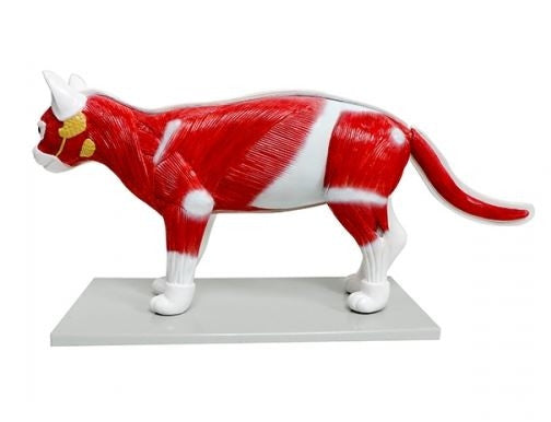 Cat Anatomy Model (11 part)