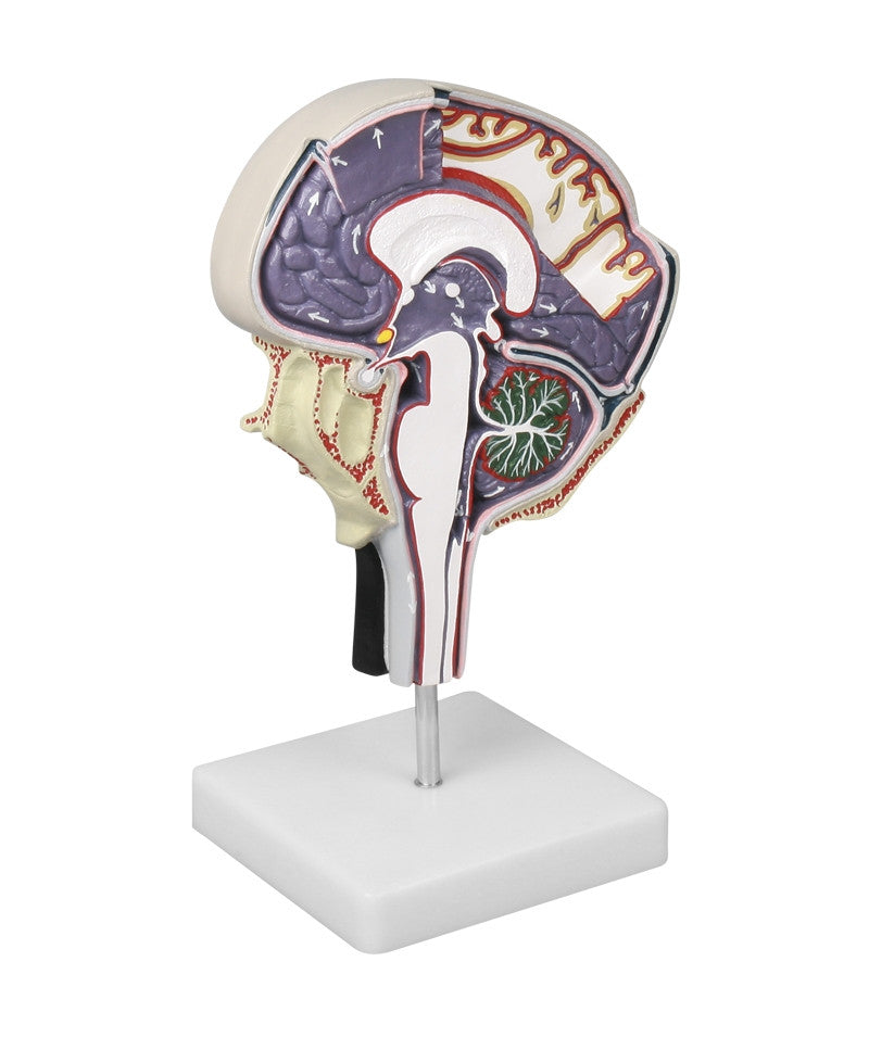 Cerebrospinal Fluid Circulation Model