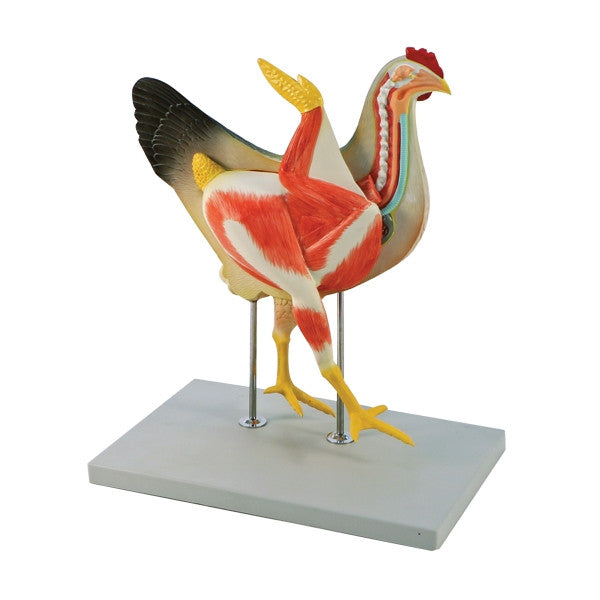 Chicken Model (8 Part)