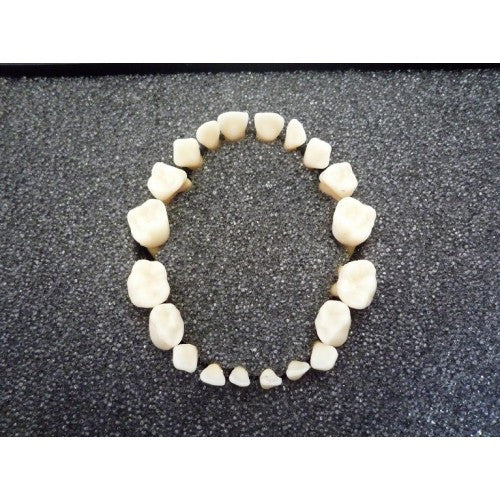 Deciduous Teeth Set (20 part)
