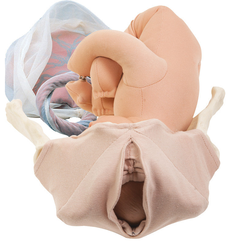 Childbirth Model Set : Pelvis, Foetal doll, Perineum, and Placenta