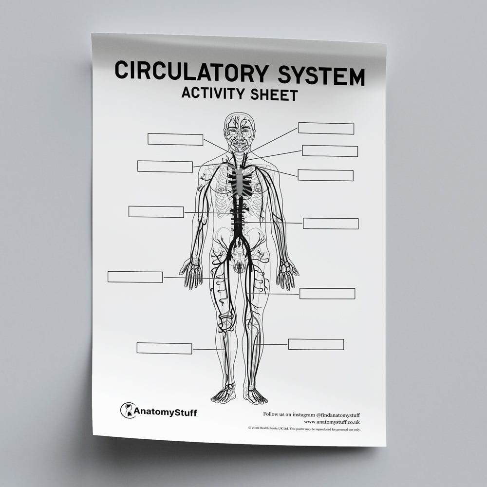 Circulatory System Anatomy Activity Sheet PDF