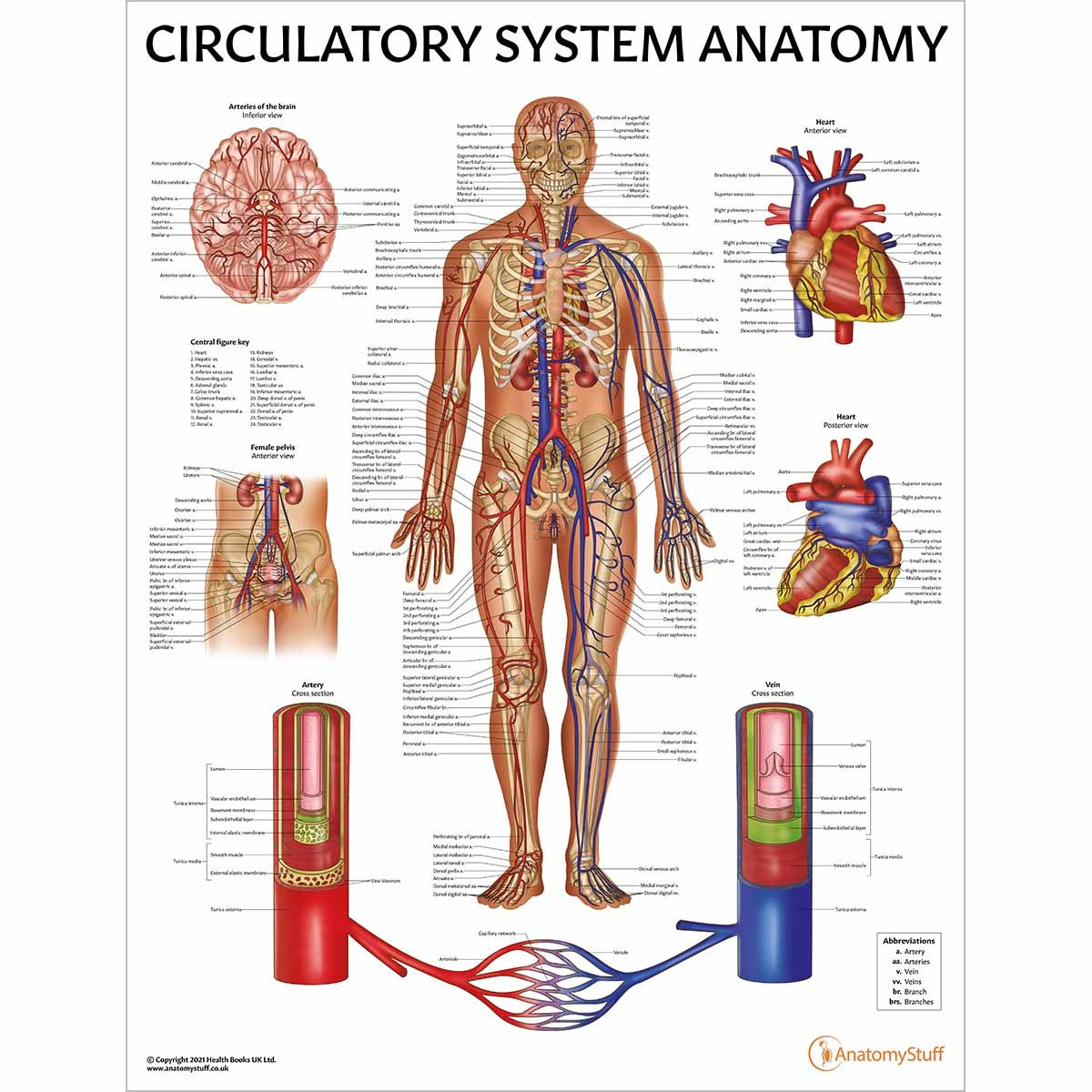 Circulatory system poster laminated