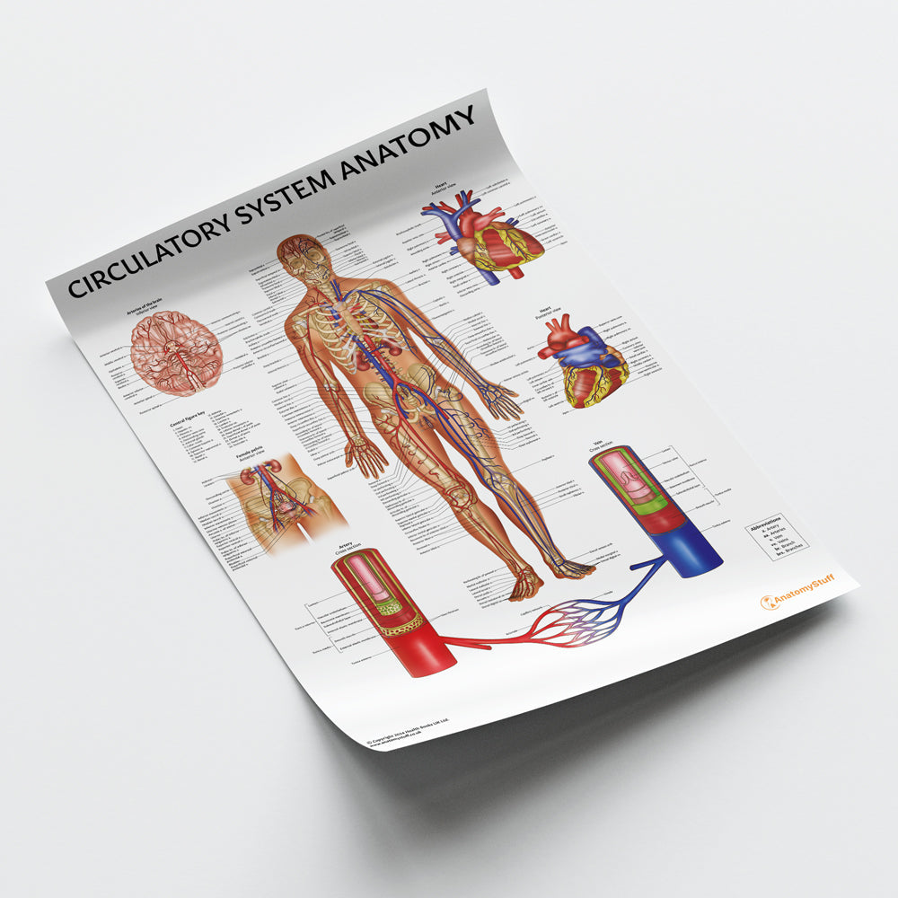 Circulatory System Anatomy Chart / Poster - Part of Collection
