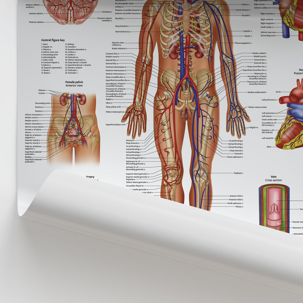 Circulatory System Anatomy Chart / Poster
