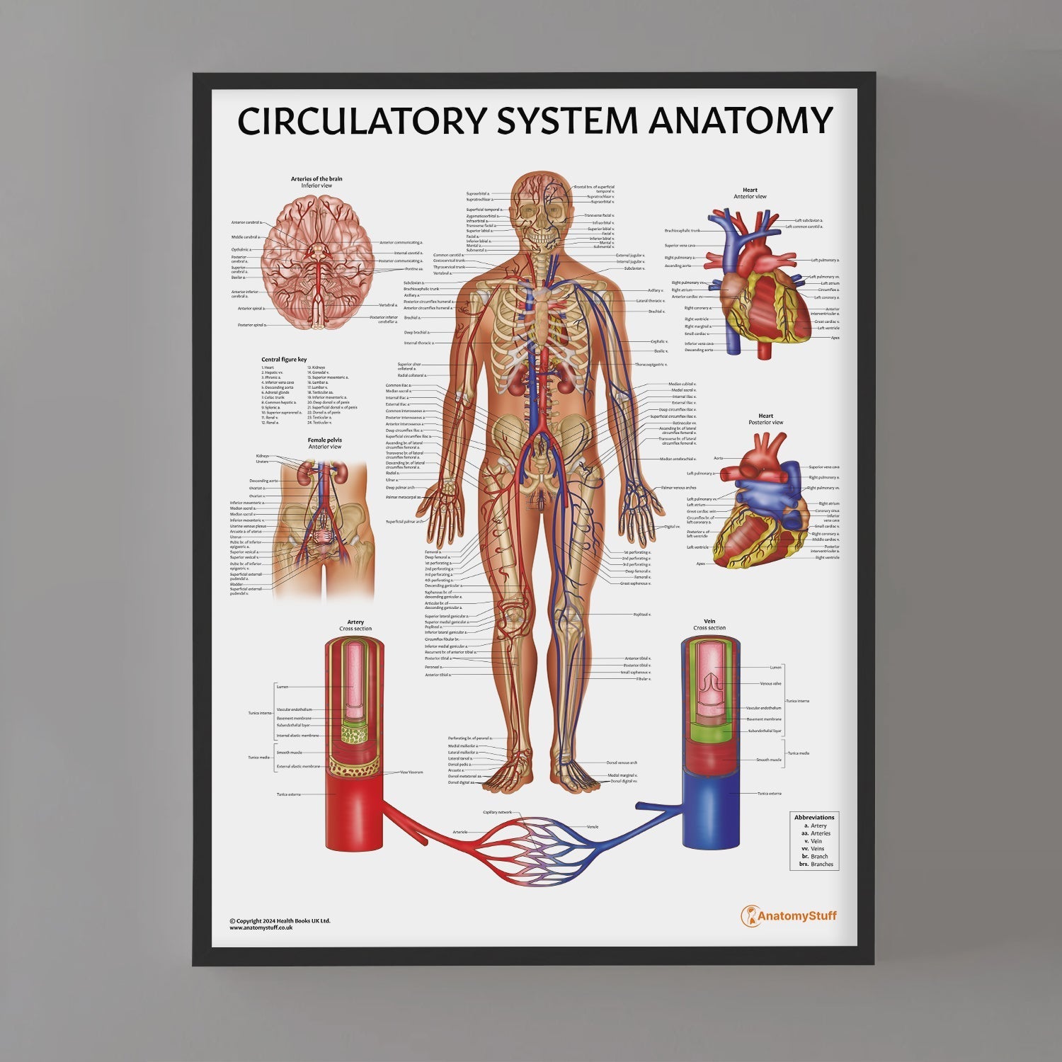 Circulatory System Anatomy Chart / Poster