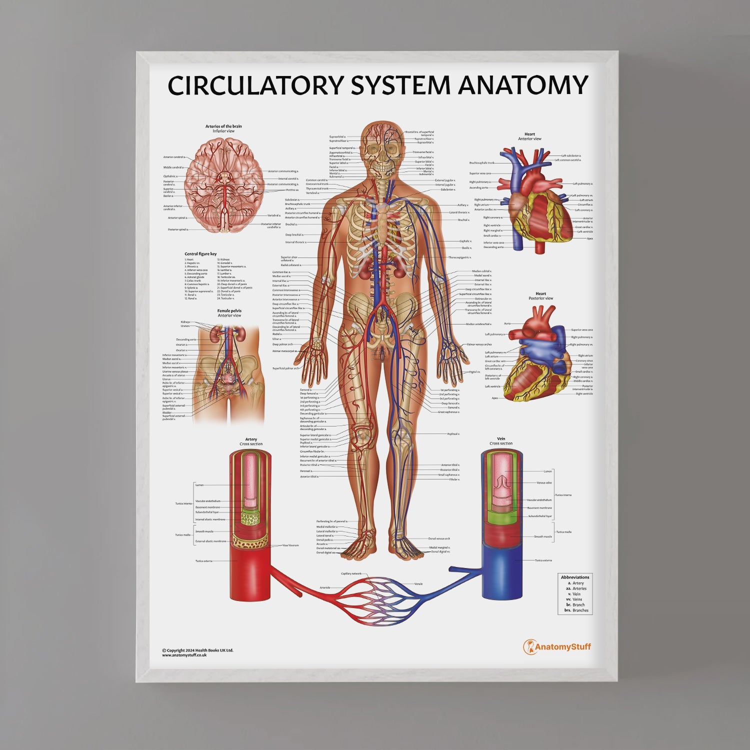 Circulatory System Anatomy Chart / Poster - Part of Collection