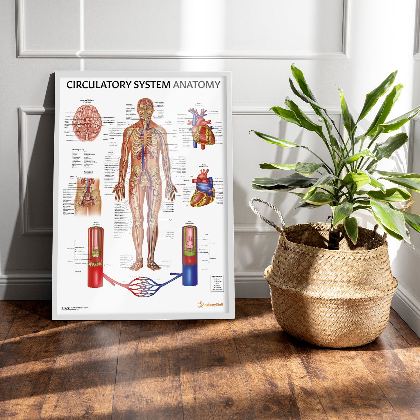 Circulatory System Anatomy Chart / Poster - Part of Collection